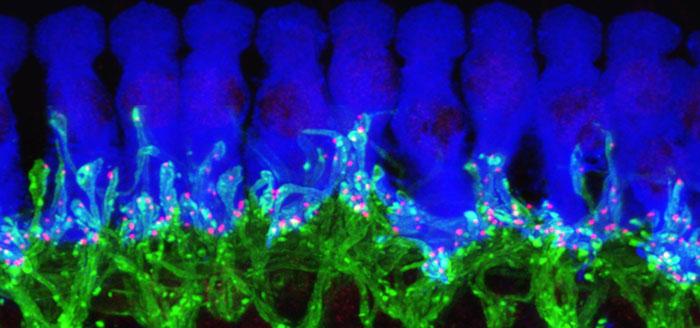 Hair Cell/Neuron Interface in the Mouse Ear