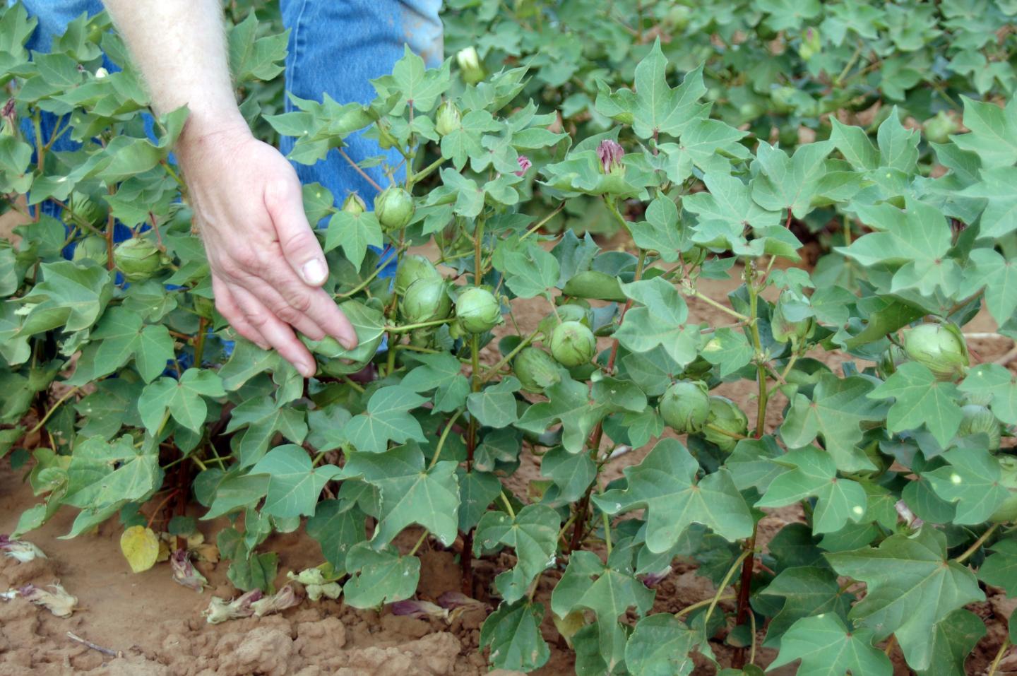 Cotton Plant with Bolls