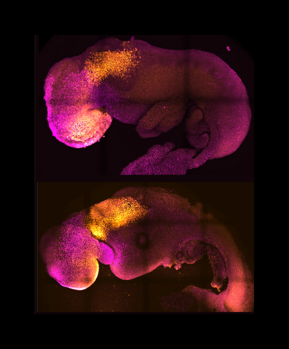 2. Natural and synthetic embryos