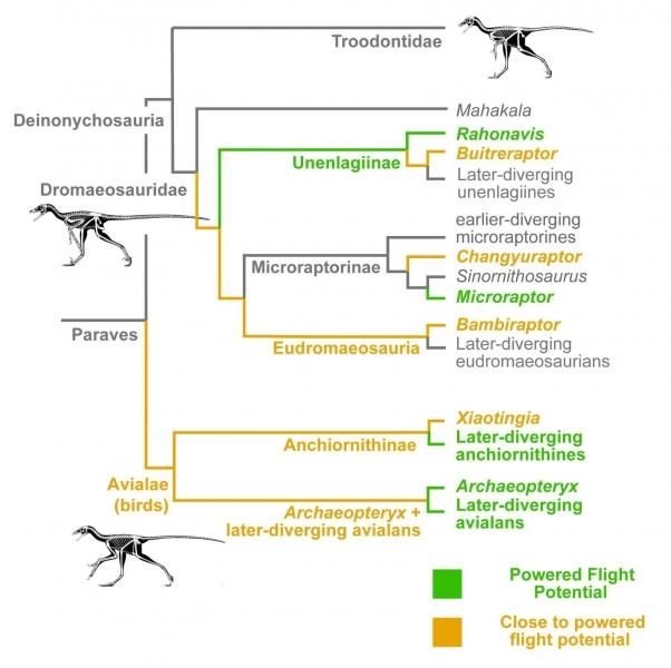 Evolutionary Tree
