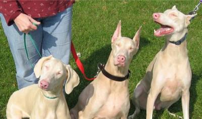 Albino Dobermans