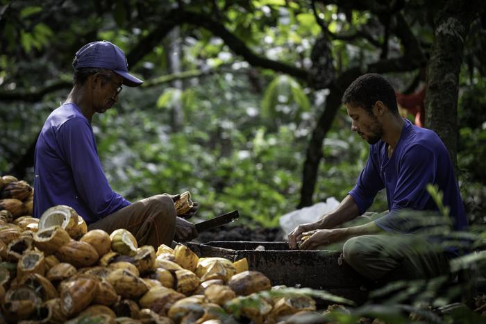 Harvesting cocoa