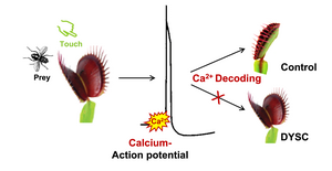 Venus flytrap mutant DYSCALCULIA