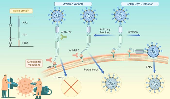 A human monoclonal antibody neutralizes SARS-CoV-2 omicron variants by targeting the upstream region of spike protein HR2 motif