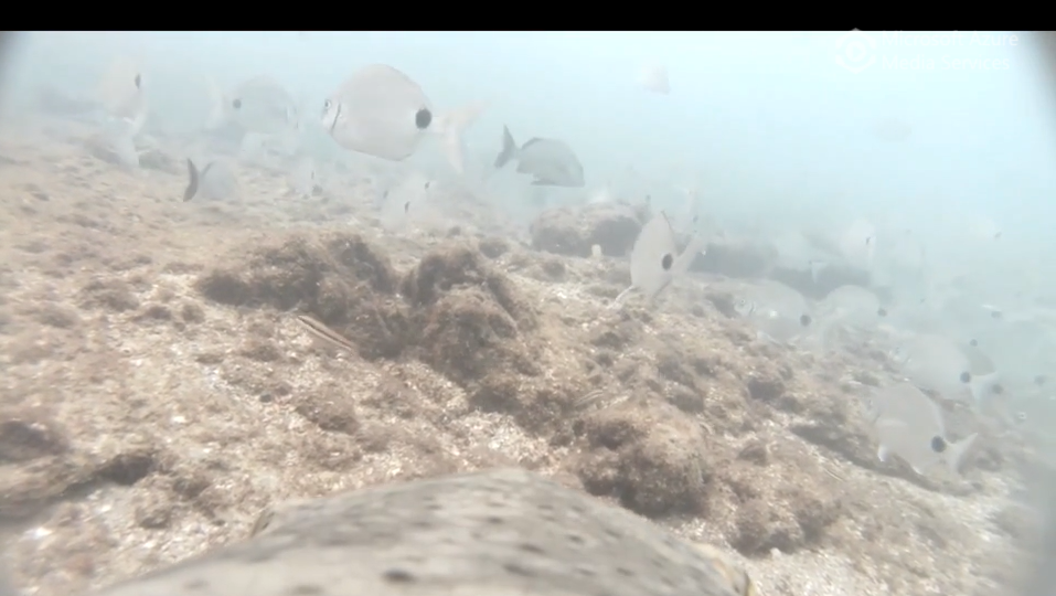 Boom! Gregarious Goliath Grouper Sounds