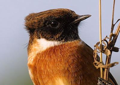 Resident Birds Display Migratory Restle