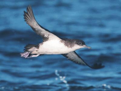 Manx Shearwater