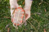 Painted Turtle Shell