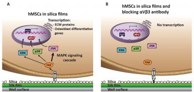 Proposed Mechanism for hMSC Osteogenesis Induction on Silica Surfaces