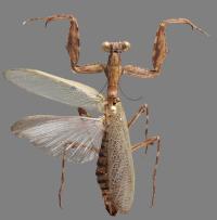 Adult Male of the Newly Identified Praying Mantis Lineage <i>Hondurantemna Chespiritoi</i>