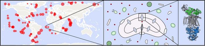 SAR11細菌の輸送タンパク質の一例と、世界各地の海洋サンプルにおける分布を示した図