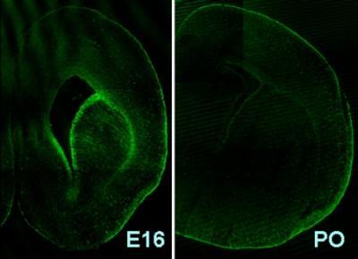Fabp7 Protein in Mouse Brain