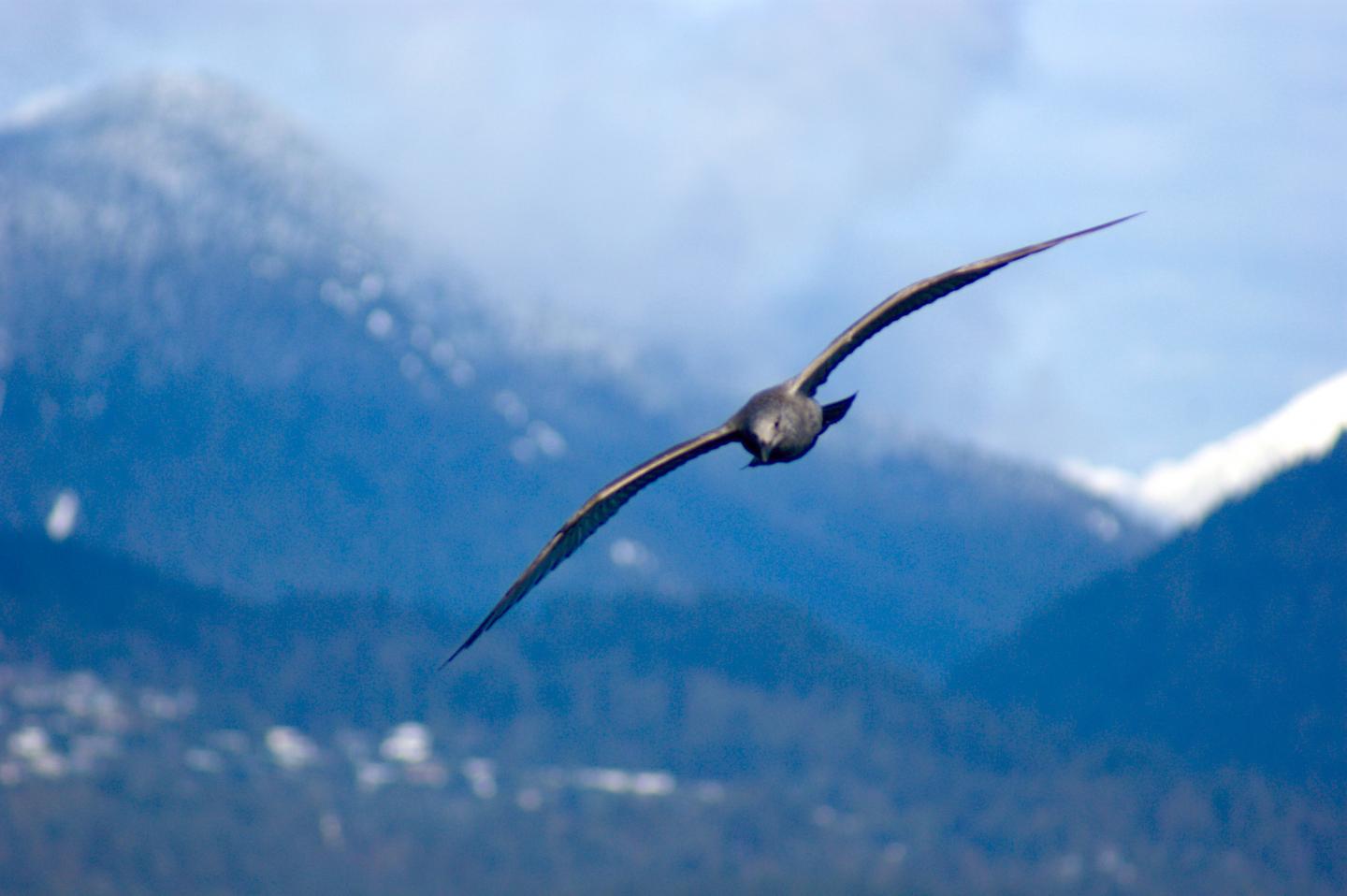 Gulls' Wings Could Inspire Smarter Airplane Design