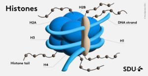 histones