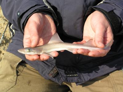 Starry Smooth-hound Pup