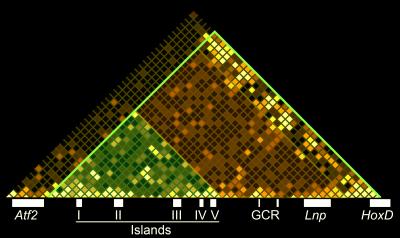 A Matrix of Tripartite Interactions Spanning One Megabase on Chromosome