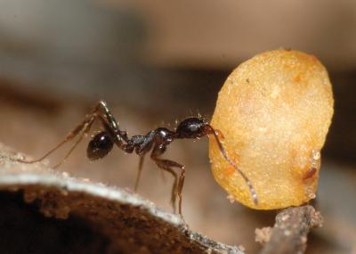 Ant Grabs Chili Seed