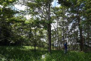 Secondary forest in Panama