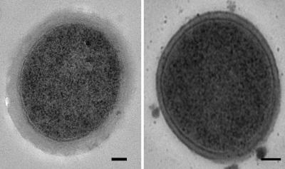 WT and Mutant <i>Lactobacillus johnsonii</i>