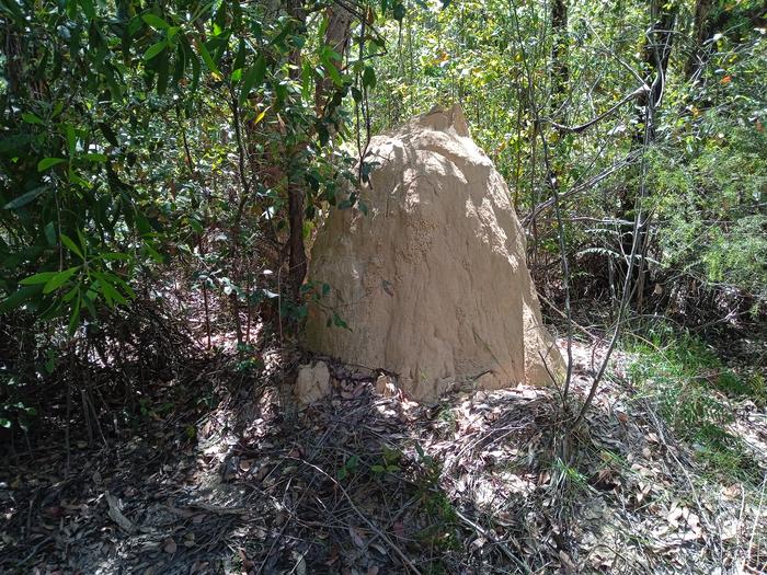 A termite nest