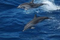 2 Clymene Dolphins