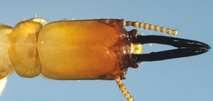 Soldier of the New Species (Dorsal View)