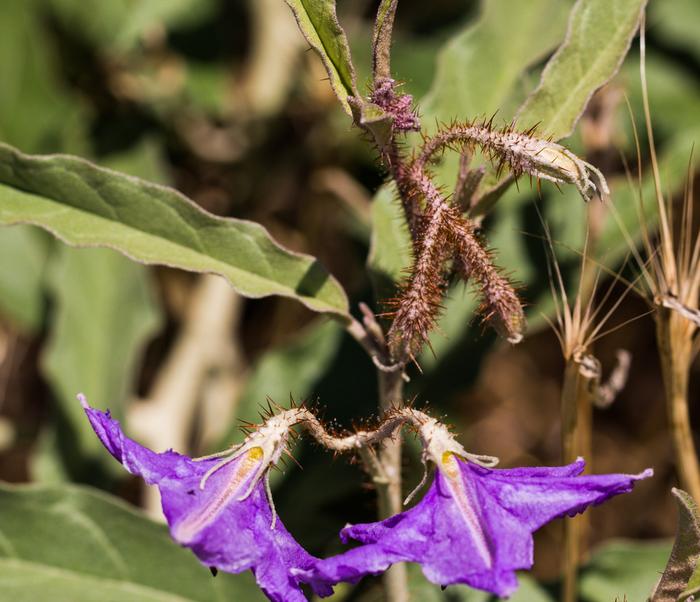 Silverleaf nightshade spines