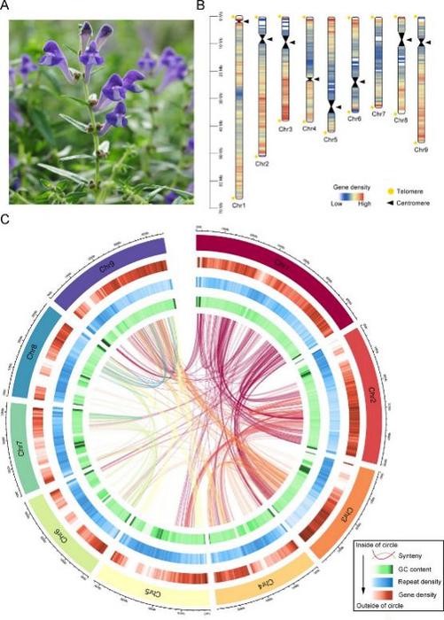 T2T gap-free genome assembly and genomic features of Scutellaria baicalensis.