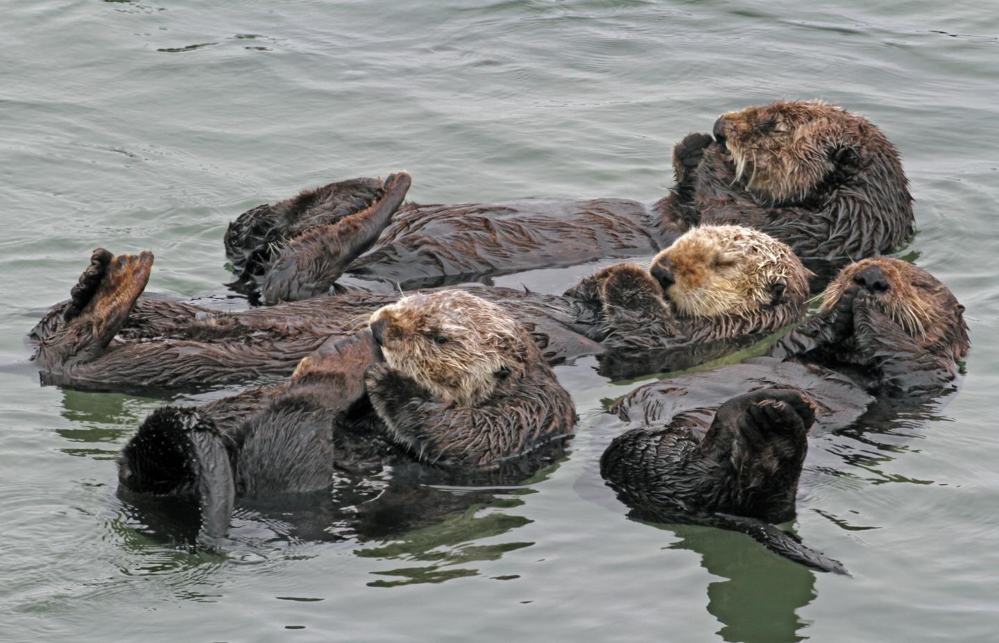 Southern Sea Otters [IMAGE] | EurekAlert! Science News Releases