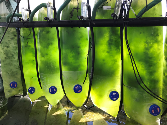 Specially designed closed system with photobioreactors for seaweed production at TAU