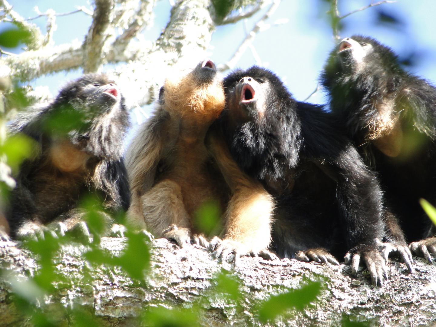 <i>Alouatta caraya</i> Vocal Chorus