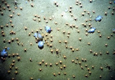 Spider Crabs and Jellyfish