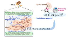 20240918-Koh-Esterase-Summary