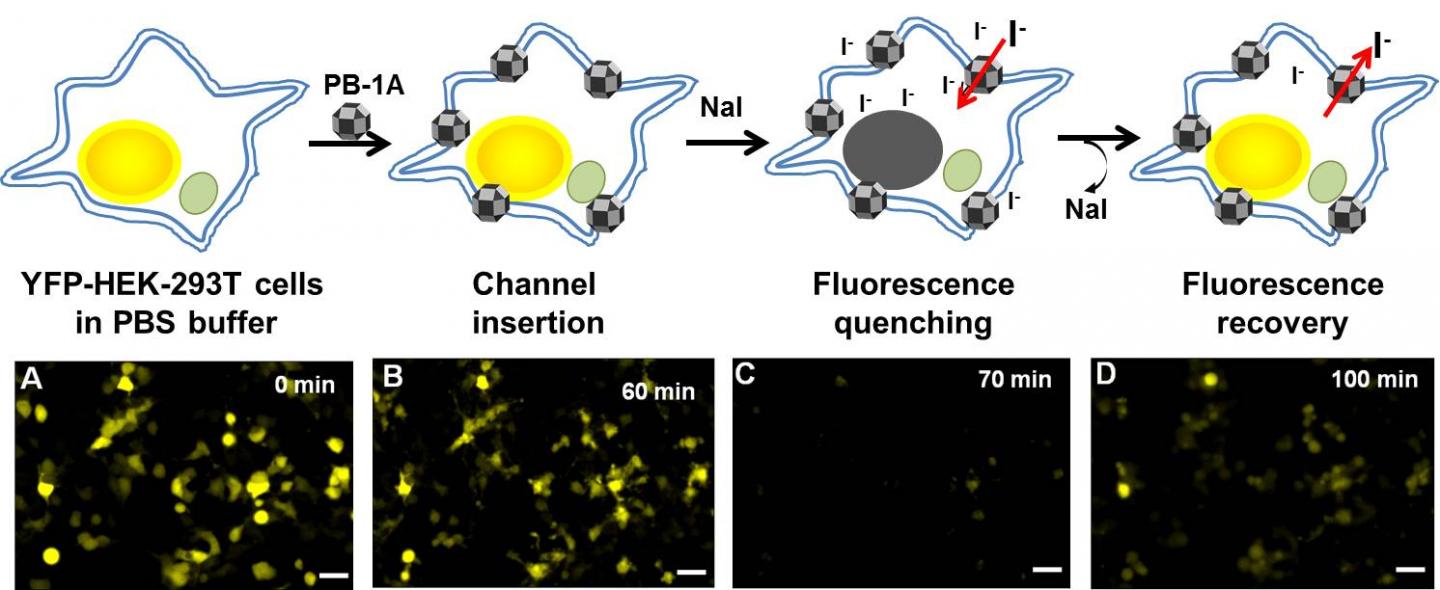 Iodide (I-) Enters and Exits