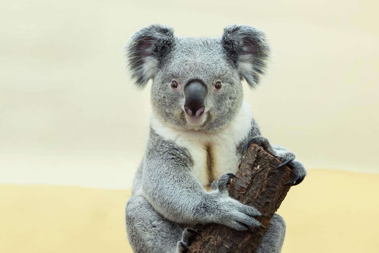 Wirri-Wirri the Koala