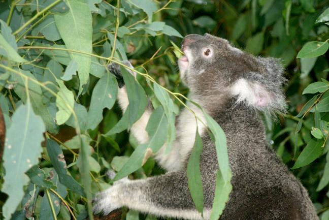 Koala