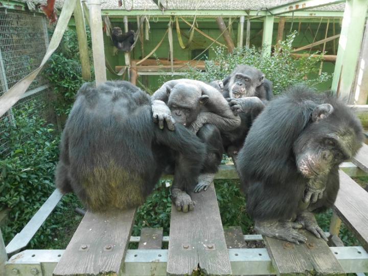 Chimpanzees when faced with an out-group