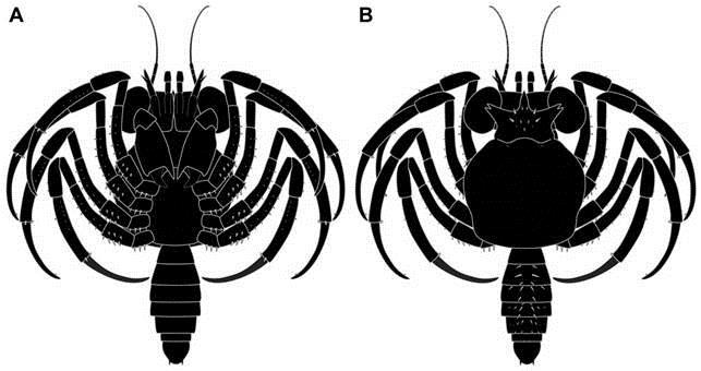 Reconstruction of Fossil Crab Larva