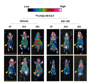 Reduced Tumor Sizes