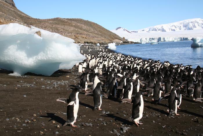 Penguin colony georegistration using camera pose estimation and phototourism