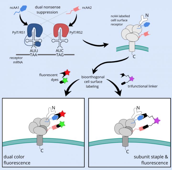 Illuminating cell surface receptors