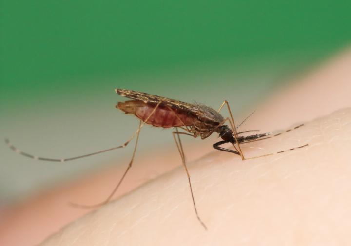 <i>Anopheles</i> Mosquito