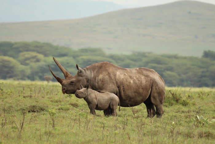 Rhinos in Kenya - Credit, Nick Harvey Sky