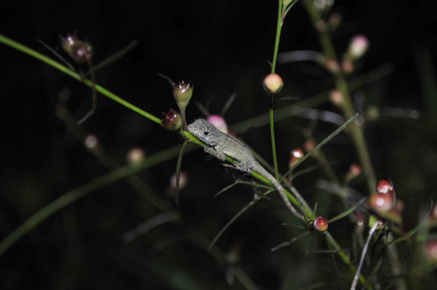 Anolis Lizard