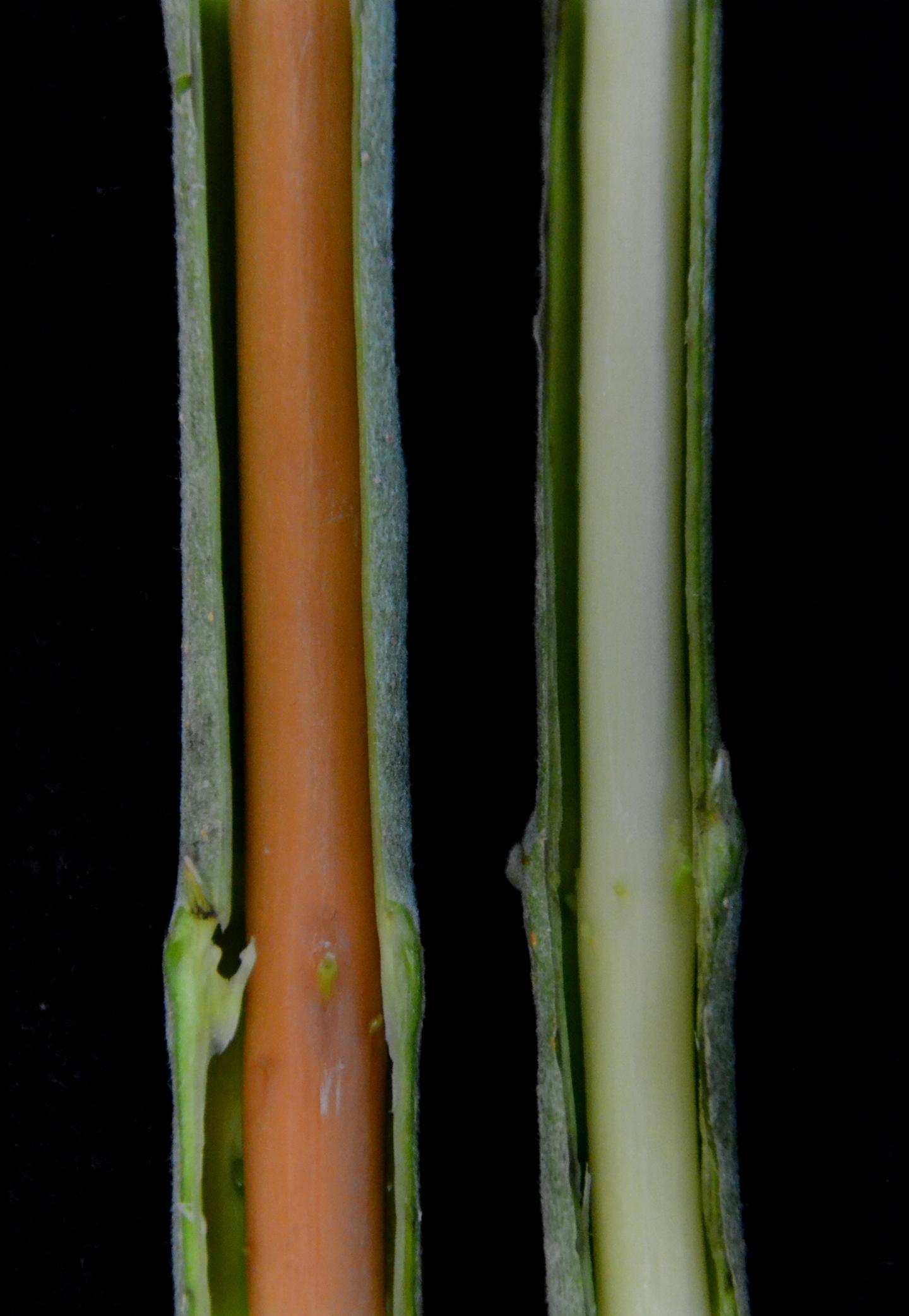 Lignin-Gene-Targeting Experiment