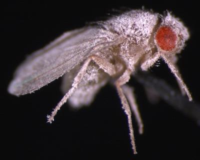 Fungus-Infected Fly