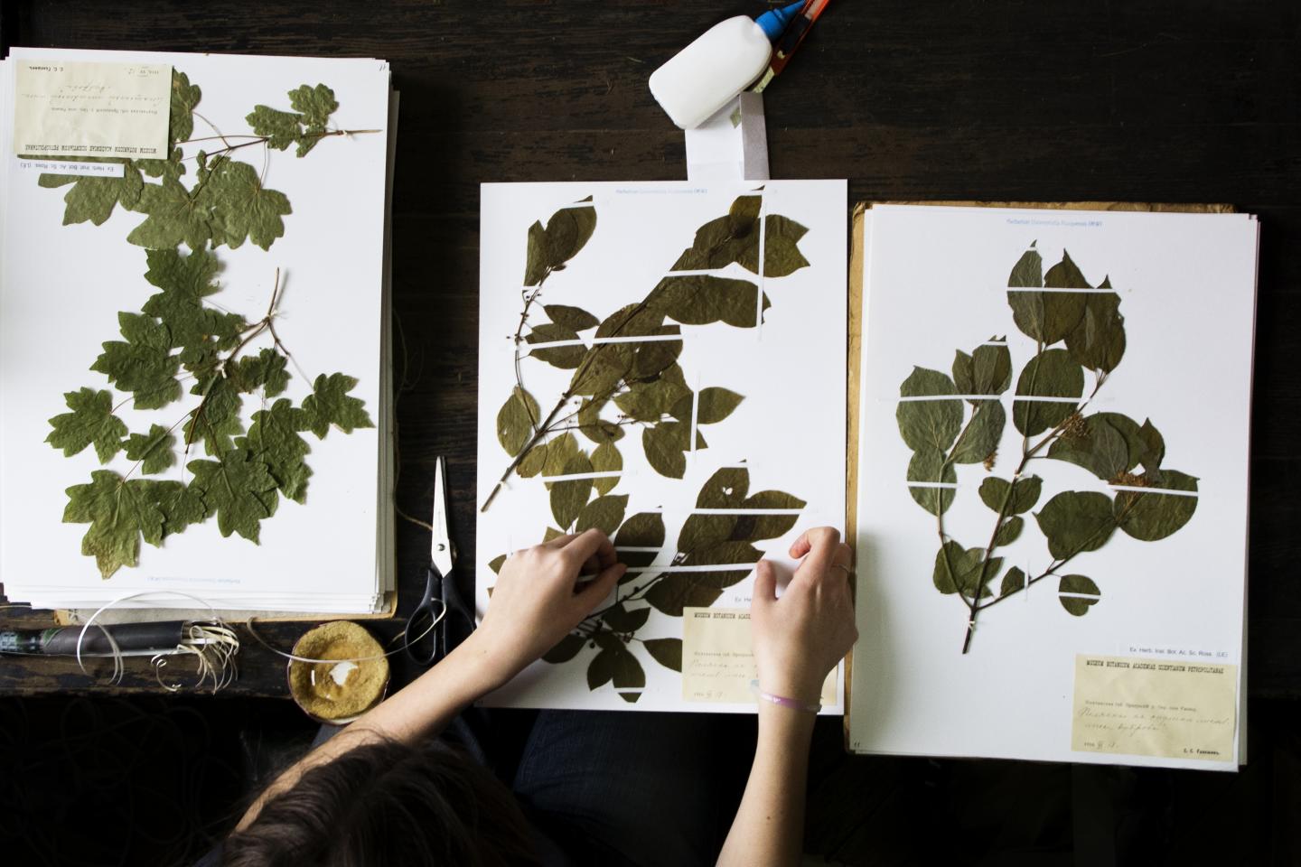 The Process of Arranging of the Herbarium Funds