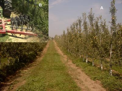 Organic Apple Orchard Floor Maintenance Techniques