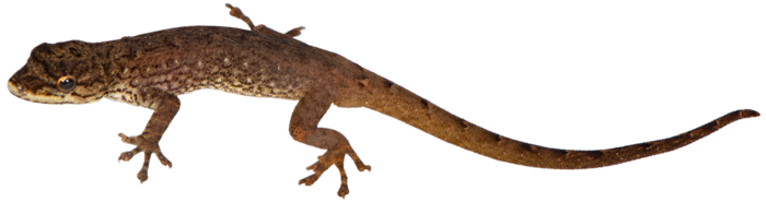 Lygodactylus tantsaha