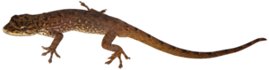 Lygodactylus tantsaha